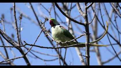 İskender papağanı