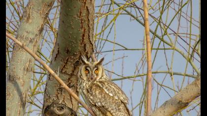 Kulaklı orman baykuşu