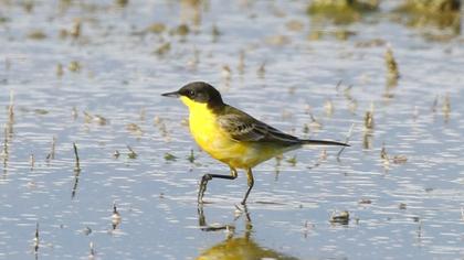 Sarı kuyruksallayan