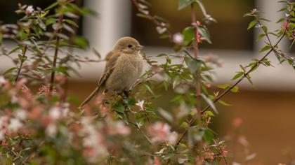 Kızılkuyruklu örümcekkuşu