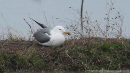 Van gölü martısı