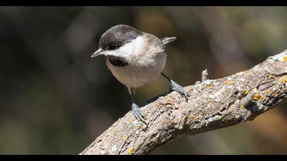 Akyanaklı baştankara