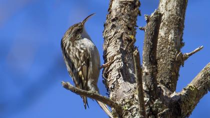 Bahçe tırmaşıkkuşu