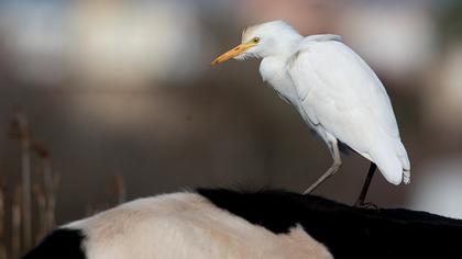 Sığır balıkçılı