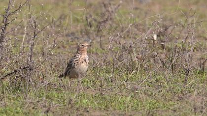 Kızılgerdanlı incirkuşu