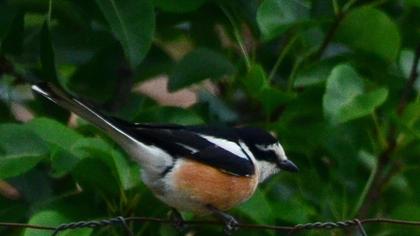 Maskeli örümcekkuşu