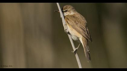 Büyük kamışçın