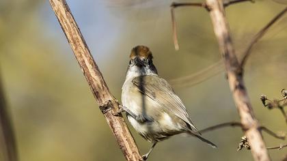 Karabaşlı ötleğen