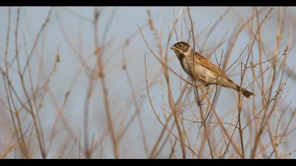 Bataklık Kirazkuşu