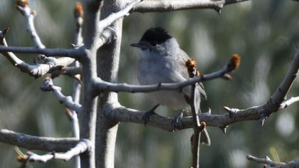 Karabaşlı ötleğen