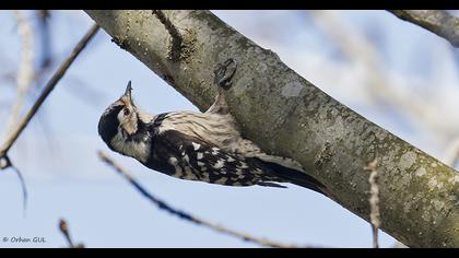 Küçük ağaçkakan