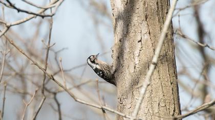Küçük ağaçkakan