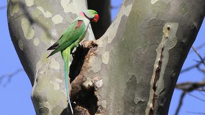 İskender papağanı