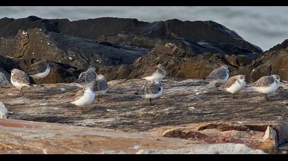 Karakarınlı kumkuşu