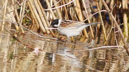 Bataklık Kirazkuşu