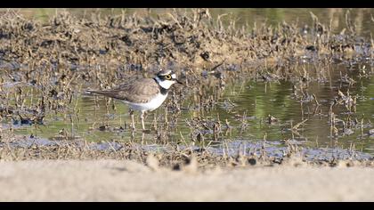 Halkalı küçük cılıbıt