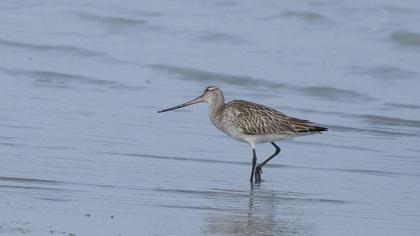 Kıyı çamurçulluğu