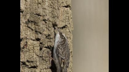 Bahçe tırmaşıkkuşu