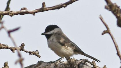 Akyanaklı baştankara