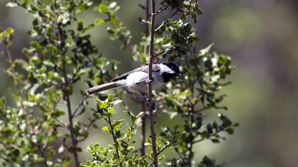 Akyanaklı baştankara