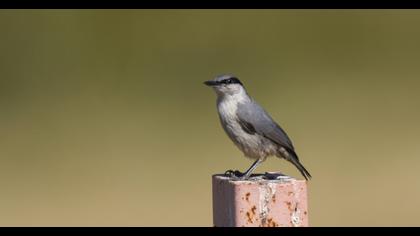 Büyük kaya sıvacısı