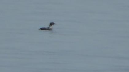 Karagerdanlı dalgıç