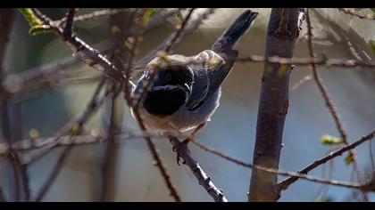 Karaboğazlı ötleğen