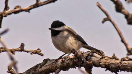 Akyanaklı baştankara