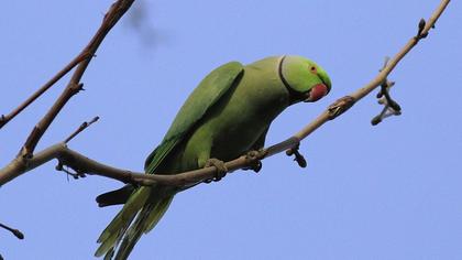 Yeşil papağan