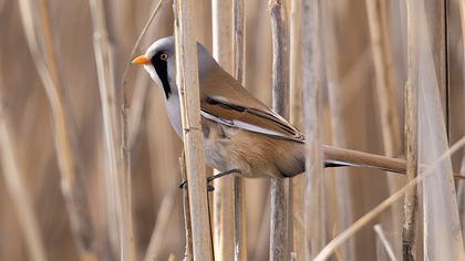 Bıyıklı baştankara