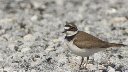 Halkalı küçük cılıbıt