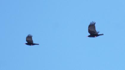 Kırmızıgagalı dağ kargası