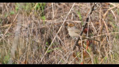 Karabaşlı ötleğen