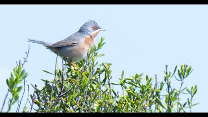 Bıyıklı ötleğen
