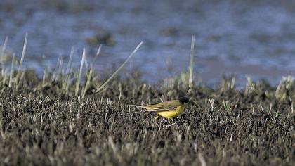 Sarı kuyruksallayan