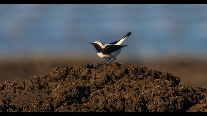 Aksırtlı kuyrukkakan