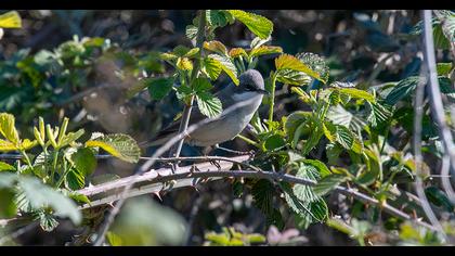 Küçük akgerdanlı ötleğen