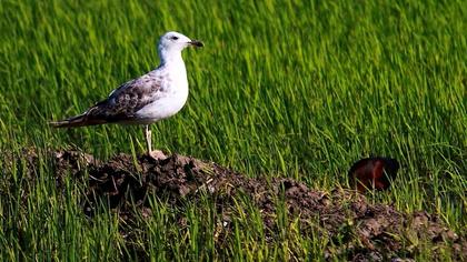 Küçük gümüş martı
