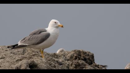 Van gölü martısı