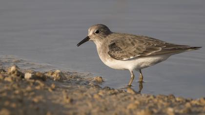 Sarıbacaklı kumkuşu