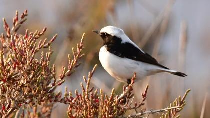 Aksırtlı kuyrukkakan