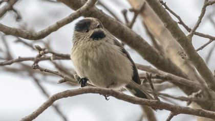 Uzunkuyruklu baştankara