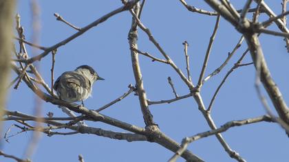 Karabaşlı ötleğen