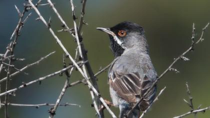 Karaboğazlı ötleğen