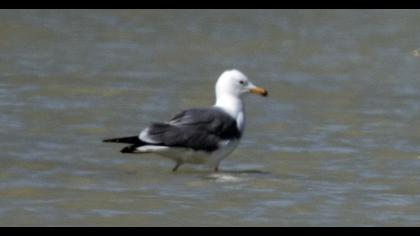 Van gölü martısı