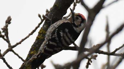 Küçük ağaçkakan