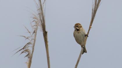 Bataklık Kirazkuşu
