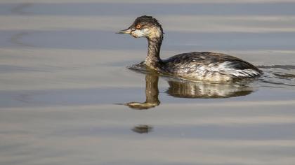 Karaboyunlu batağan