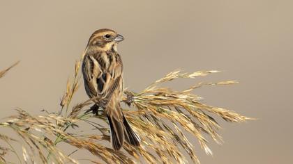 Bataklık Kirazkuşu