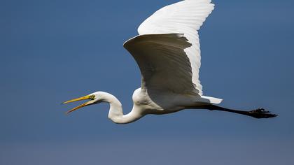 Büyük ak balıkçıl